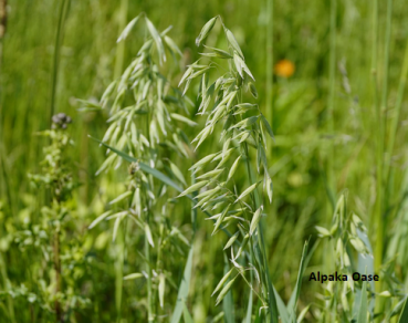 Grüner Hafer Pellets